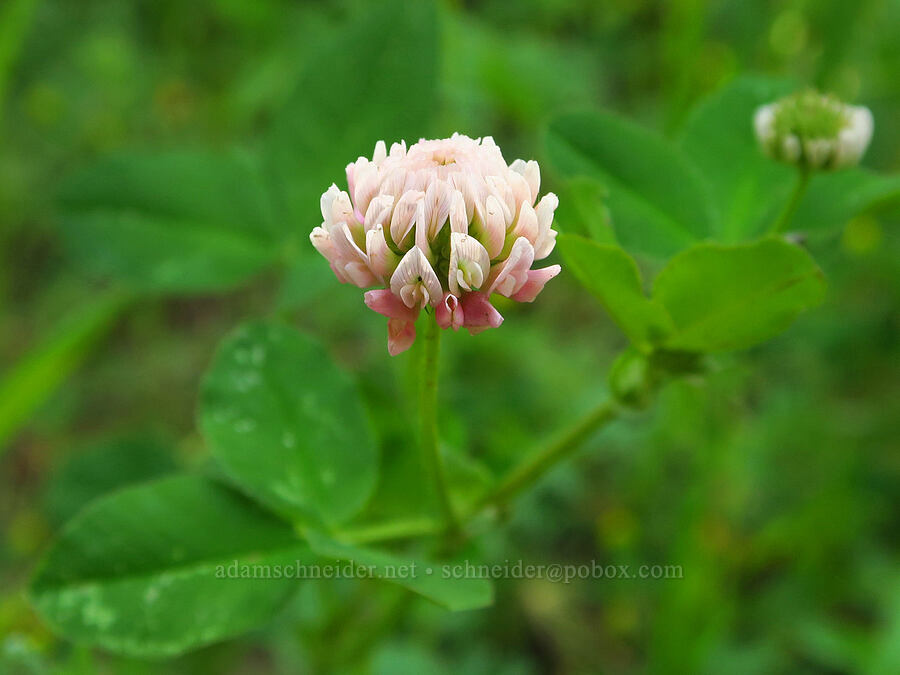 alsike clover (Trifolium hybridum) [Corral Trail, Fields Spring State Park, Asotin County, Washington]