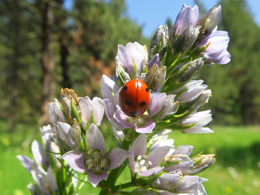 ladybug on clustered green gentian (Coccinella septempunctata, Frasera fastigiata (Swertia fastigiata)) [Morning Song Trail, Fields Spring State Park, Asotin County, Washington]