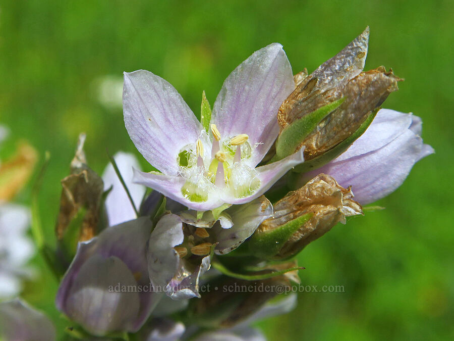 clustered green gentian (Frasera fastigiata (Swertia fastigiata)) [Morning Song Trail, Fields Spring State Park, Asotin County, Washington]