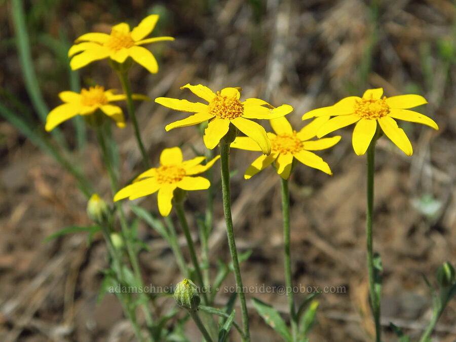 Oregon sunshine (Eriophyllum lanatum) [Morning Song Trail, Fields Spring State Park, Asotin County, Washington]