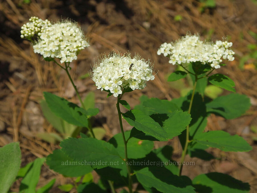 white spirea (Spiraea lucida (Spiraea betulifolia var. lucida)) [Corral Trail, Fields Spring State Park, Asotin County, Washington]