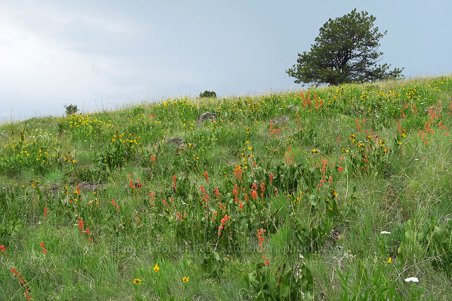 wildflowers (Ipomopsis aggregata, Wyethia amplexicaulis, Helianthella uniflora, Achillea millefolium) [Puffer Butte, Fields Spring State Park, Asotin County, Washington]