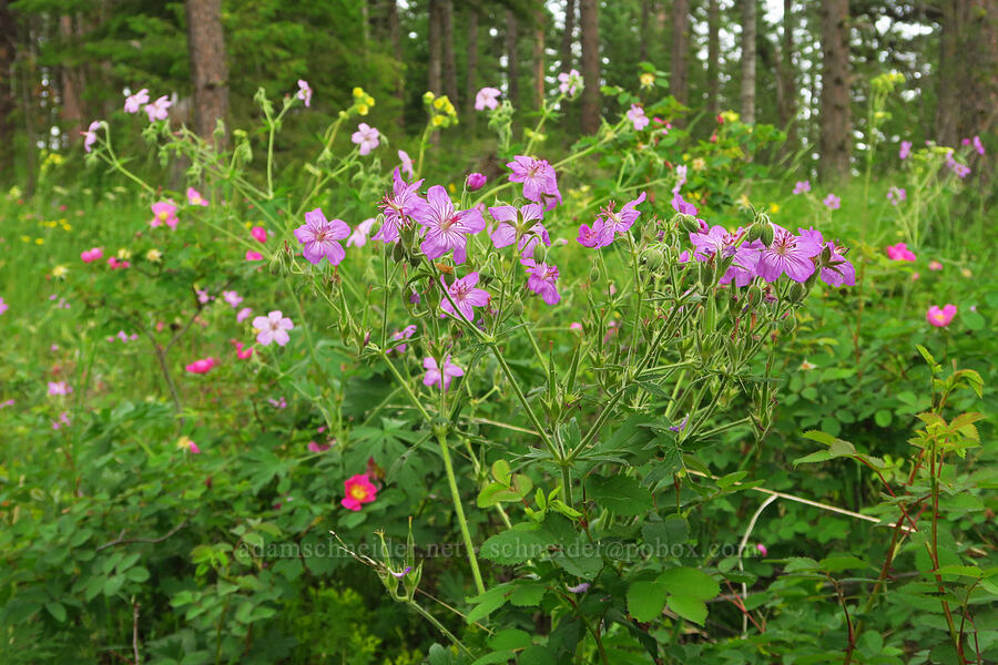 wildflowers (Geranium viscosissimum, Rosa nutkana ssp. macdougalii, Drymocallis glandulosa) [Puffer Butte, Fields Spring State Park, Asotin County, Washington]