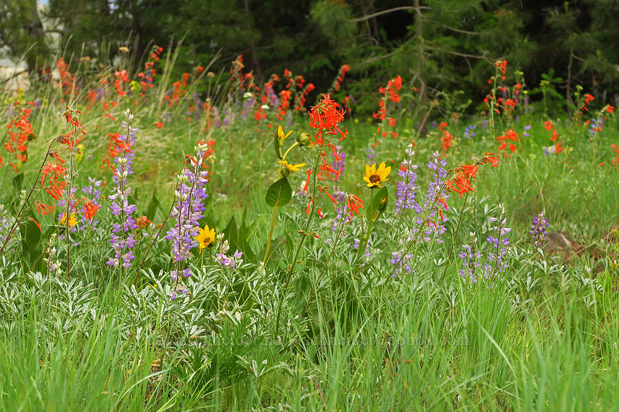 wildflowers (Ipomopsis aggregata, Lupinus sp., Wyethia amplexicaulis) [Puffer Butte, Fields Spring State Park, Asotin County, Washington]