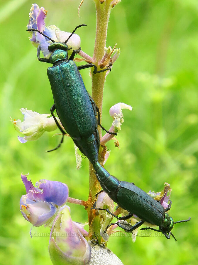 blister beetles, mating (Lytta sp.) [Puffer Butte, Fields Spring State Park, Asotin County, Washington]