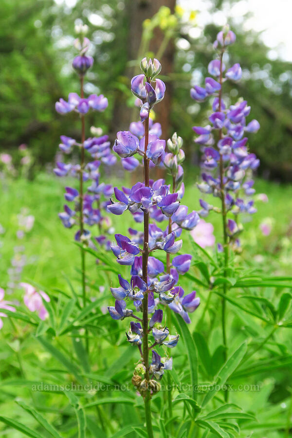 lupine (Lupinus sp.) [Puffer Butte Trail, Fields Spring State Park, Asotin County, Washington]