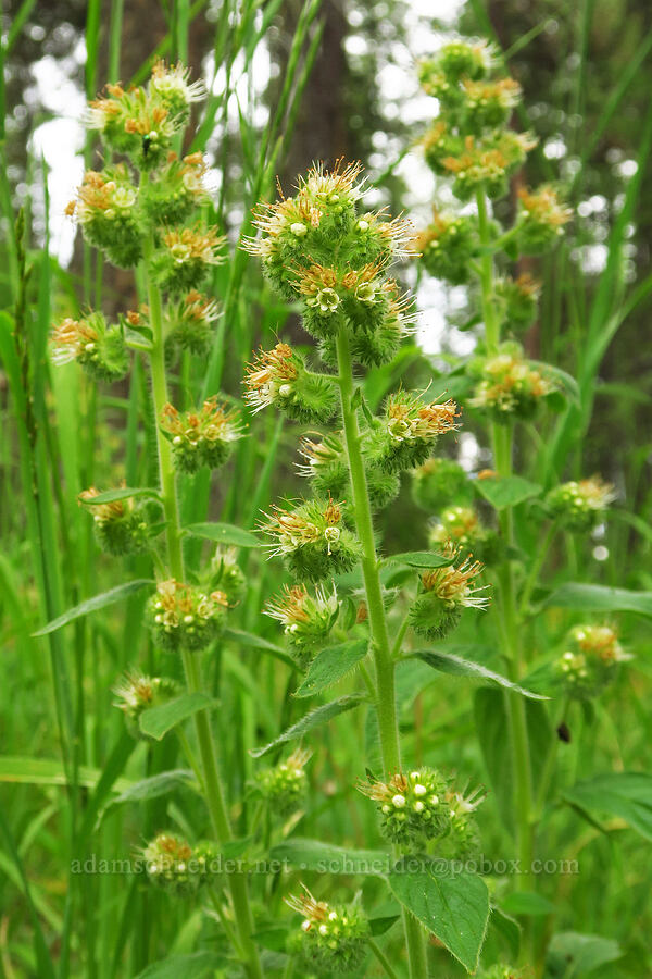 phacelia (Phacelia sp.) [Puffer Butte Trail, Fields Spring State Park, Asotin County, Washington]