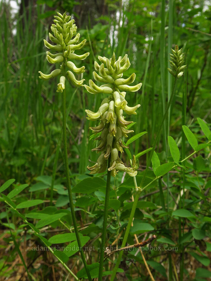 Morton's Canadian milk-vetch (Astragalus canadensis var. mortonii) [Puffer Butte Trail, Fields Spring State Park, Asotin County, Washington]