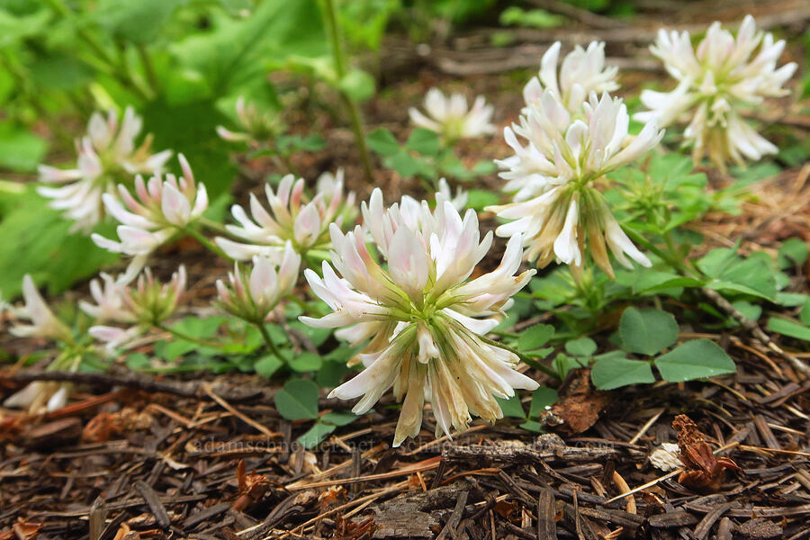 twin clover (Trifolium latifolium) [Puffer Butte Trail, Fields Spring State Park, Asotin County, Washington]
