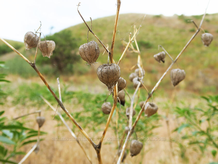 common ground-cherry, last year's fruits (Physalis longifolia) [Rogersburg, Asotin County, Washington]