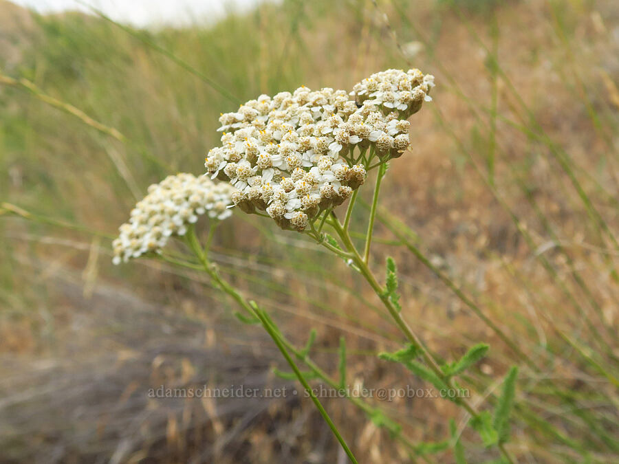 yarrow (Achillea millefolium) [Rogersburg, Asotin County, Washington]