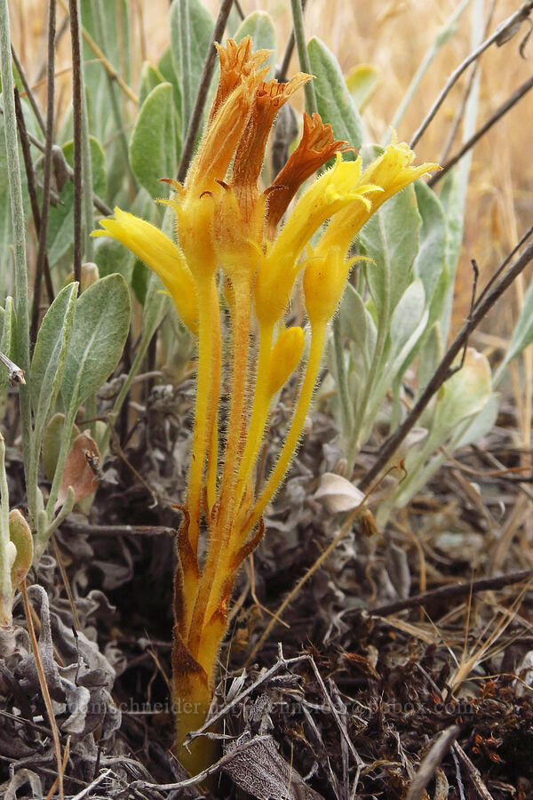 Franciscan (clustered) broomrape (Aphyllon franciscanum (Orobanche fasciculata var. franciscana)) [Rogersburg, Asotin County, Washington]