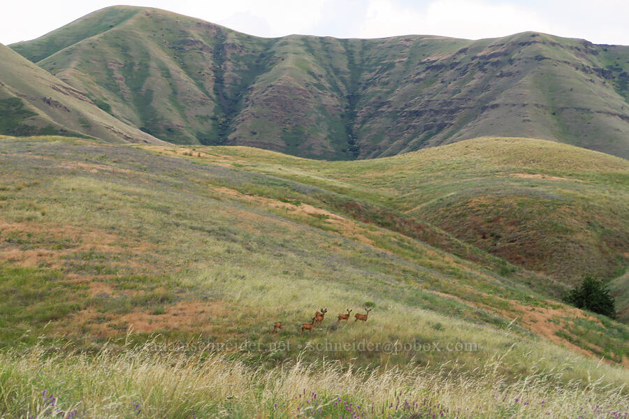 mule deer (Odocoileus hemionus hemionus) [Rogersburg, Asotin County, Washington]