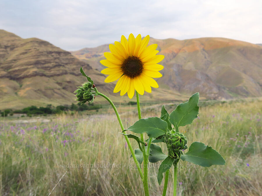 annual sunflower (Helianthus annuus) [Rogersburg, Asotin County, Washington]