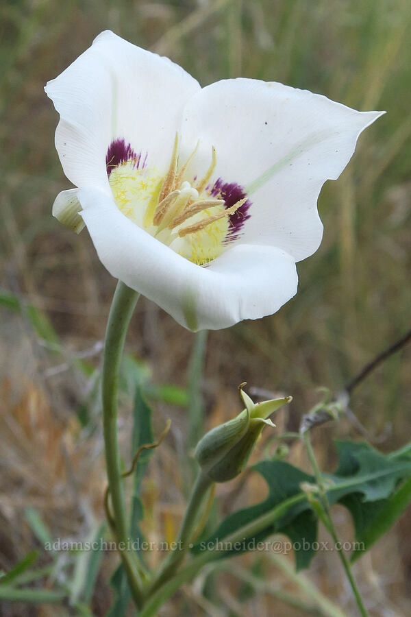 spotted sagebrush mariposa lily (Calochortus macrocarpus var. maculosus) [Rogersburg, Asotin County, Washington]