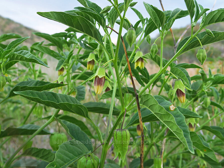 common ground-cherry flowers and fruits (Physalis longifolia) [Rogersburg, Asotin County, Washington]