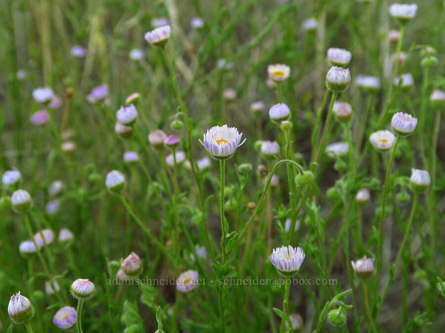 fleabane (which?) (Erigeron sp.) [Rogersburg, Asotin County, Washington]