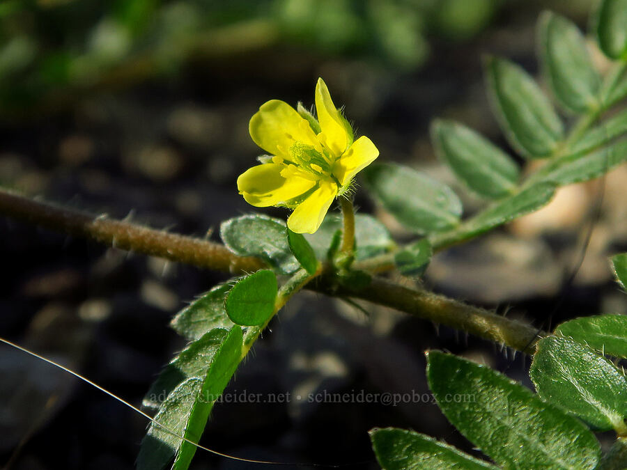 puncture vine (Tribulus terrestris) [Frank Faha/Ebsen Water Access, Chief Joseph Wildlife Area, Asotin County, Washington]