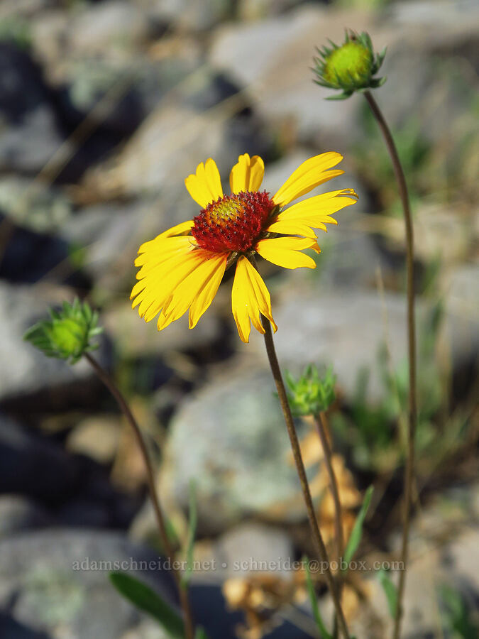 blanketflower (Gaillardia aristata) [Heller Bar Water Access, Chief Joseph Wildlife Area, Asotin County, Washington]