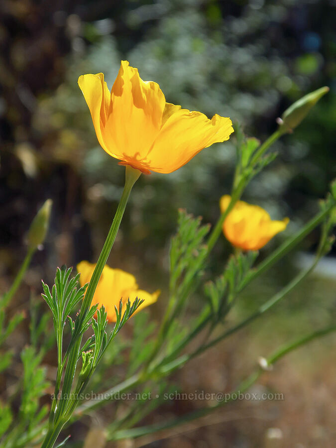 California poppies (Eschscholzia californica) [Douglas Park Drive, Del Norte County, California]