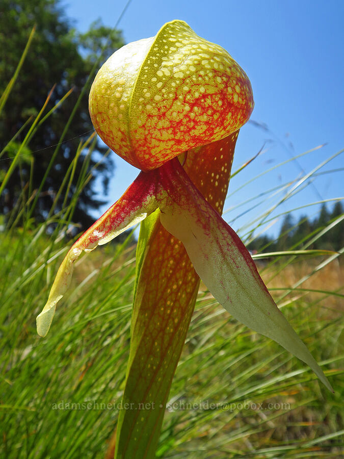California pitcher plant (Darlingtonia californica) [Douglas Park Drive, Del Norte County, California]