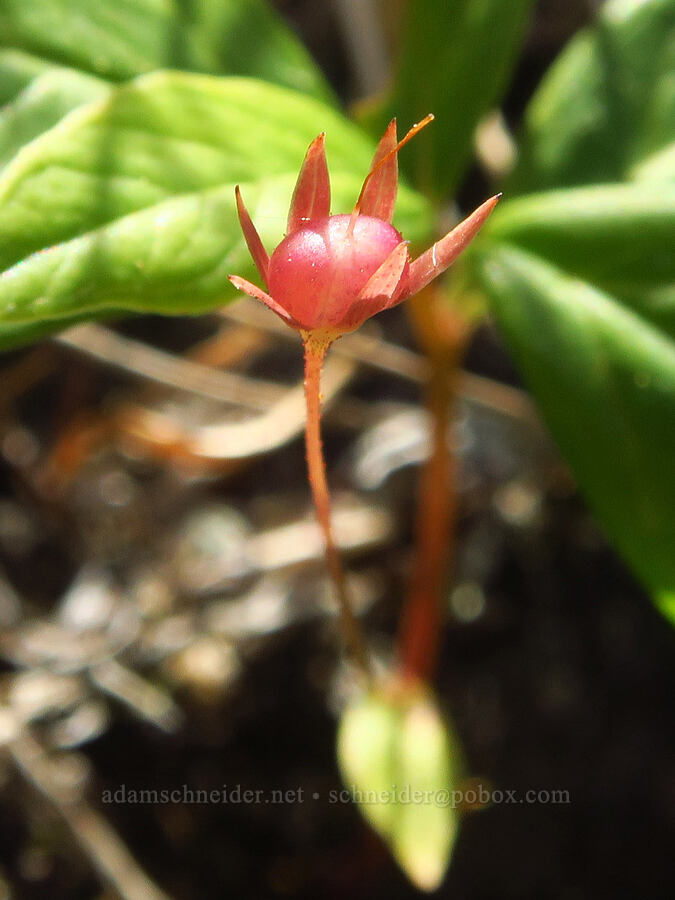 starflower, going to seed (Lysimachia sp. (Trientalis sp.)) [Douglas Park Drive, Del Norte County, California]