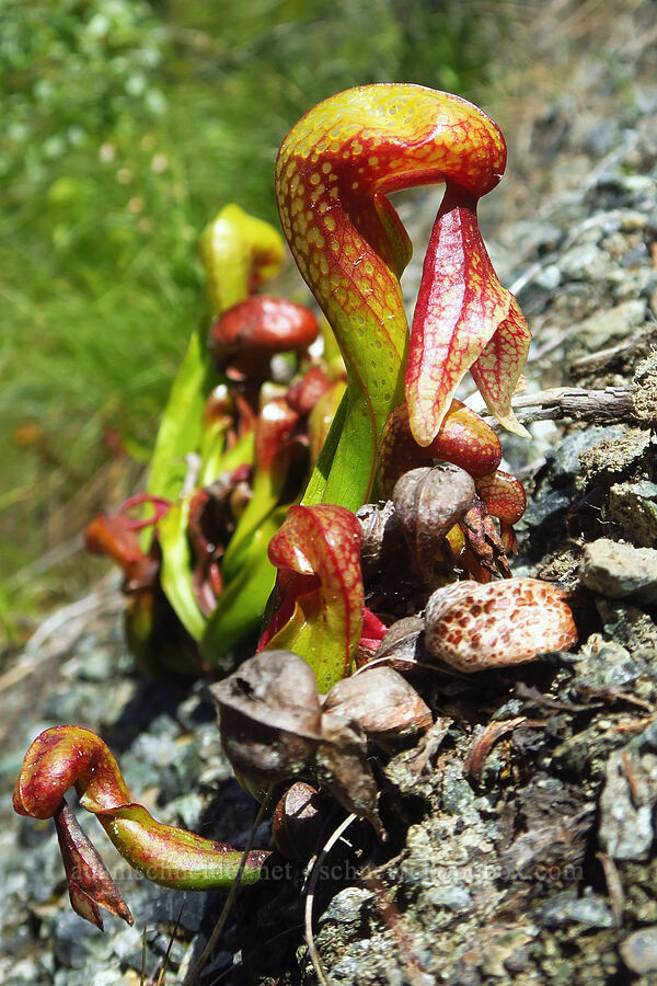 baby pitcher plants (Darlingtonia californica) [Douglas Park Drive, Del Norte County, California]