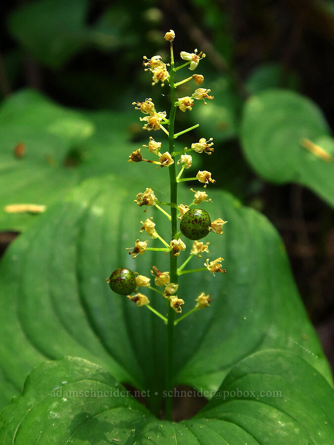 false lily-of-the-valley, going to seed (Maianthemum dilatatum) [Little Bald Hills Trail, Jedediah Smith Redwoods State Park, Del Norte County, California]