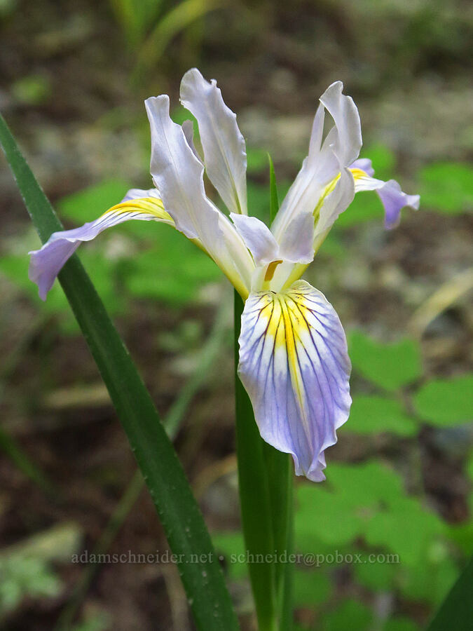 Douglas' iris (Iris douglasiana) [Howland Hill Road, Jedediah Smith Redwoods State Park, Del Norte County, California]