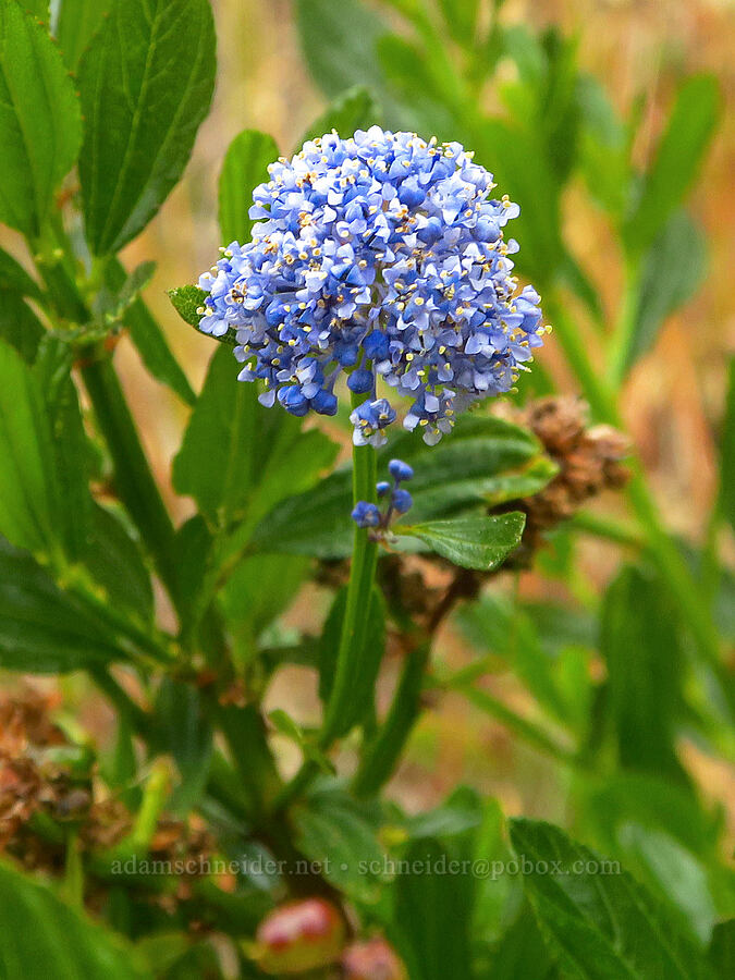 blue-blossom ceanothus (Ceanothus thyrsiflorus) [Crescent Beach Overlook, Redwood National Park, Del Norte County, California]