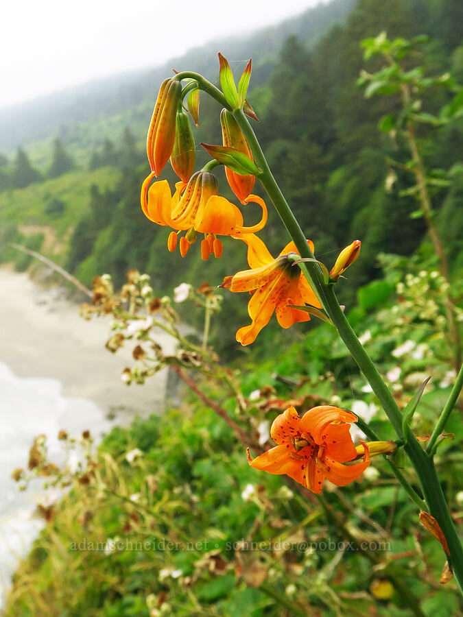 Columbia tiger lily (Lilium columbianum) [Crescent Beach Overlook, Redwood National Park, Del Norte County, California]
