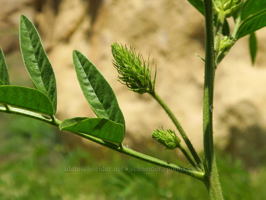 American licorice (Glycyrrhiza lepidota) [Smith Rock State Park, Deschutes County, Oregon]