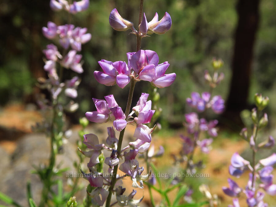 lupine (which?) (Lupinus sp.) [Smith Rock State Park, Deschutes County, Oregon]