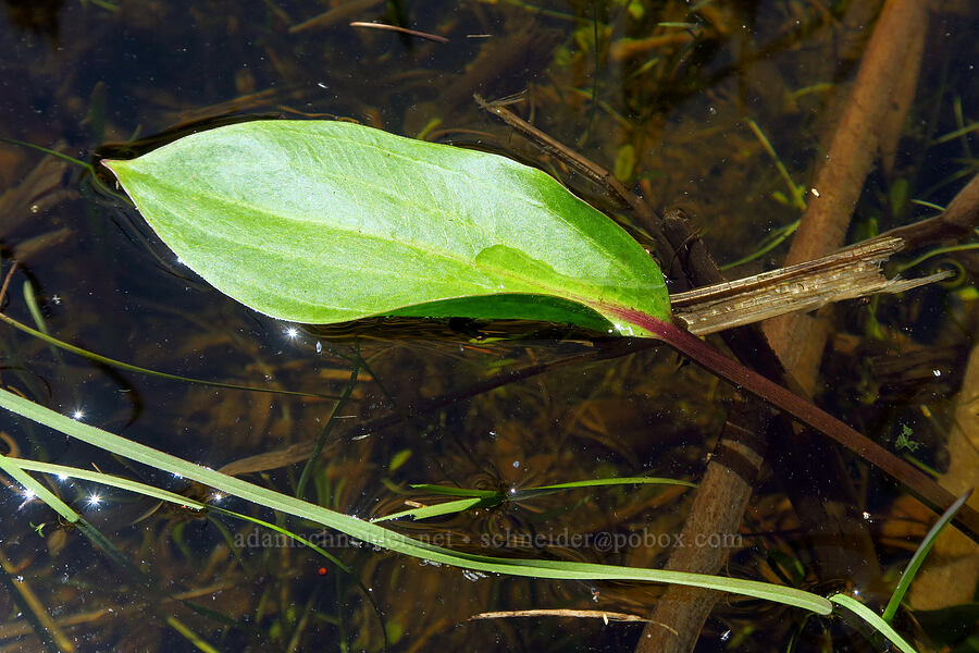American water-plantain leaf (Alisma triviale) [Smith Rock State Park, Deschutes County, Oregon]
