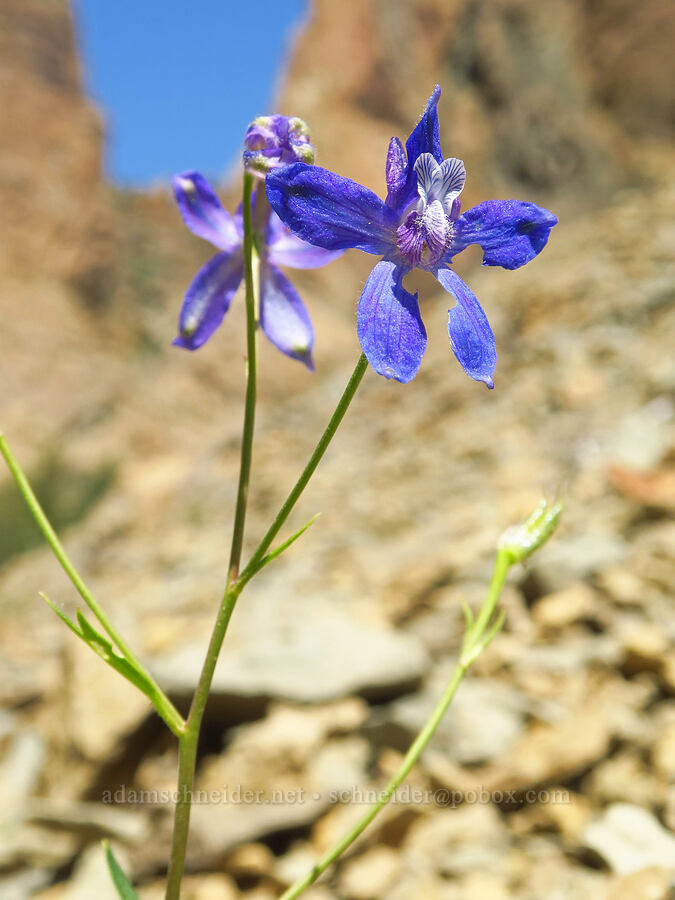 larkspur (which?) (Delphinium sp.) [Smith Rock State Park, Deschutes County, Oregon]