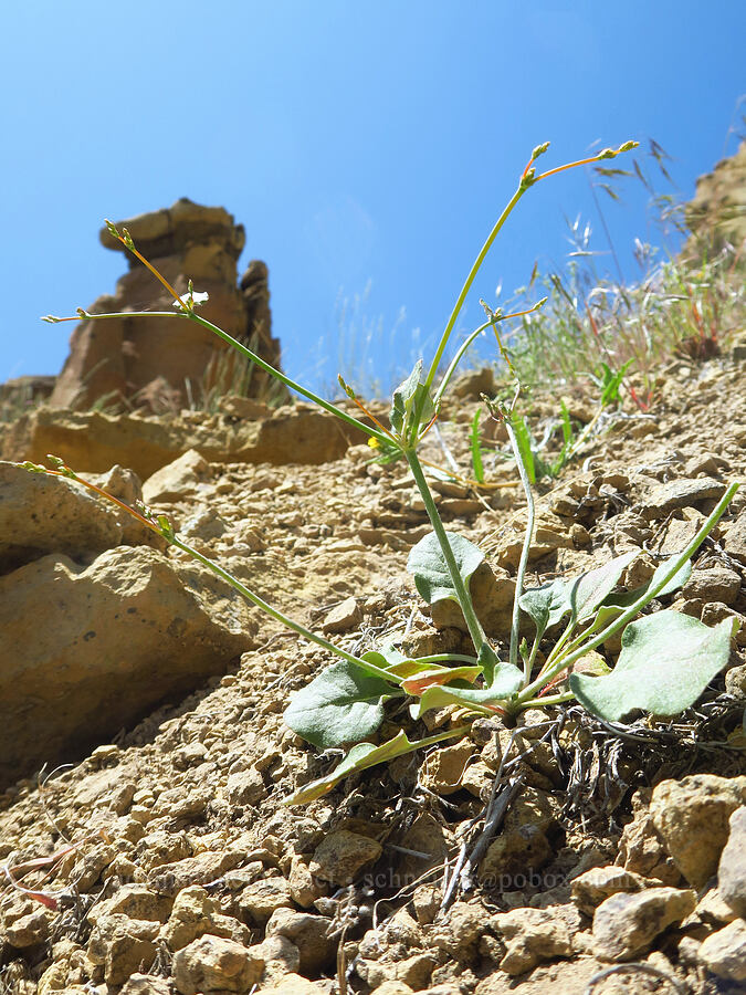buckwheat with round leaves (Eriogonum sp.) [Smith Rock State Park, Deschutes County, Oregon]