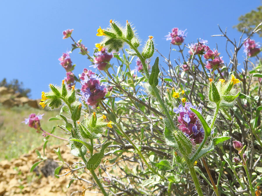 bristly fiddle-neck & purple sage (Amsinckia tessellata, Salvia dorrii) [Smith Rock State Park, Deschutes County, Oregon]