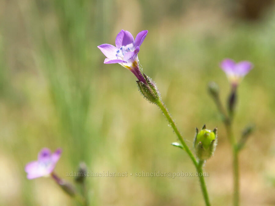gilia (which?) (Gilia sp.) [Smith Rock State Park, Deschutes County, Oregon]