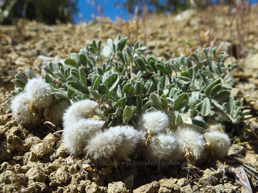 woolly-pod milk-vetch (Astragalus purshii) [Smith Rock State Park, Deschutes County, Oregon]