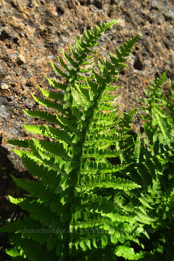 wood fern (Dryopteris sp.) [Smith Rock State Park, Deschutes County, Oregon]