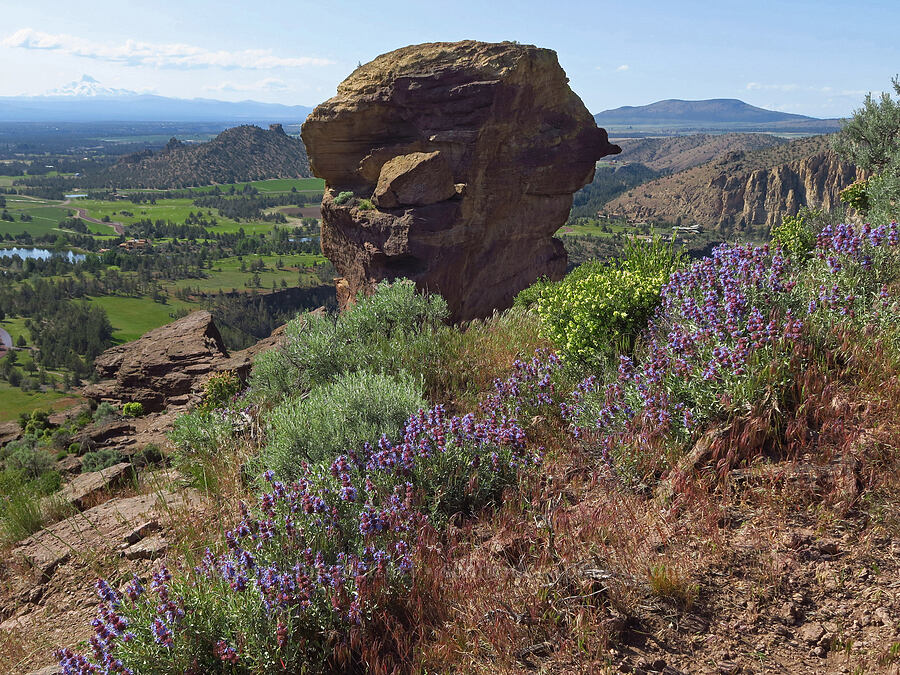 wildflowers & Monkey Face (Salvia dorrii, Grayia spinosa (Atriplex spinosa), Artemisia tridentata) [Smith Rock State Park, Deschutes County, Oregon]