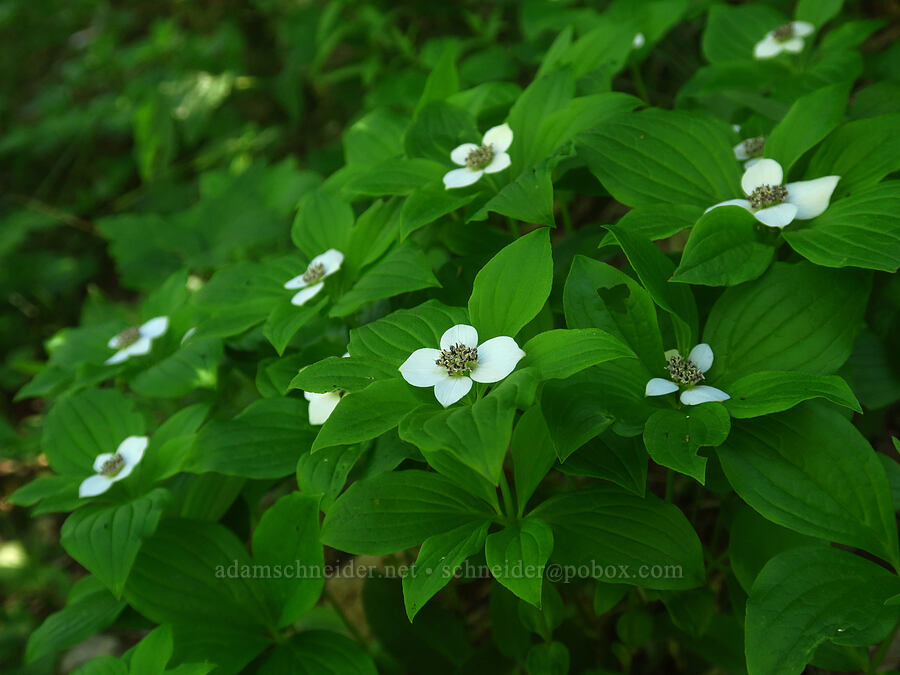 buchberry flowers (Cornus unalaschkensis (Cornus canadensis)) [Grouse Vista Trail, Gifford Pinchot National Forest, Clark County, Washington]
