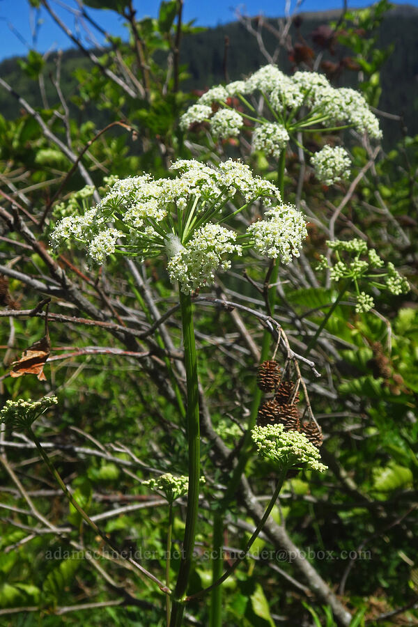 lovage (Ligusticum sp.) [Grouse Vista Trail, Gifford Pinchot National Forest, Clark County, Washington]