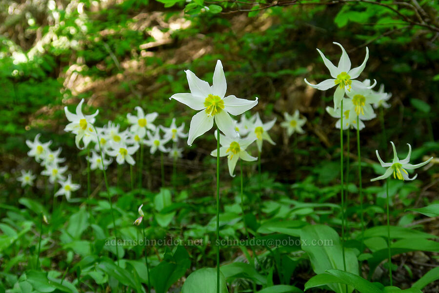 avalanche lilies (Erythronium montanum) [Silver Star Trail, Gifford Pinchot National Forest, Skamania County, Washington]
