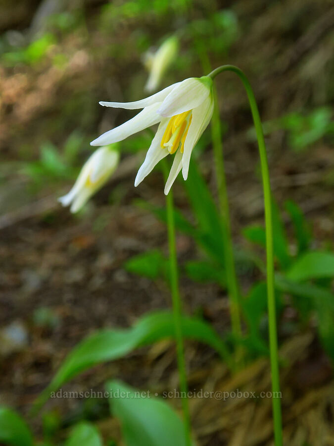 avalanche lilies (Erythronium montanum) [Silver Star Trail, Gifford Pinchot National Forest, Skamania County, Washington]
