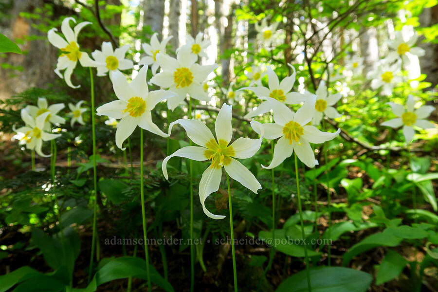 avalanche lilies (Erythronium montanum) [east of Sturgeon Rock, Gifford Pinchot National Forest, Skamania County, Washington]