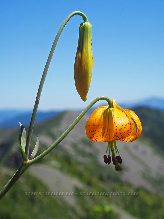 Columbia tiger lily (Lilium columbianum) [Bluff Mountain Trail, Gifford Pinchot National Forest, Skamania County, Washington]