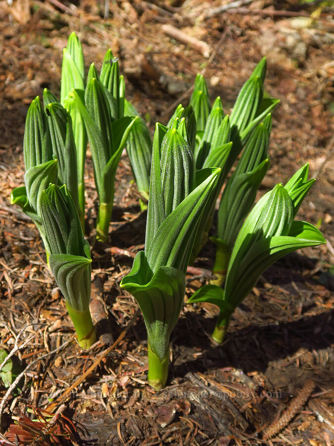 corn lily shoots (Veratrum viride var. eschscholzianum (Veratrum eschscholtzianum)) [Starway Trail, Gifford Pinchot National Forest, Skamania County, Washington]