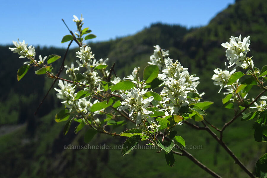 serviceberry flowers (Amelanchier alnifolia) [Bluff Mountain Trail, Gifford Pinchot National Forest, Skamania County, Washington]