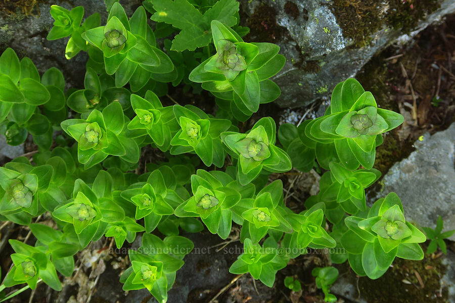 gentian leaves (Gentiana calycosa) [Bluff Mountain Trail, Gifford Pinchot National Forest, Skamania County, Washington]